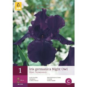 Kosatec GERMANICA NIGHT OWL "C"