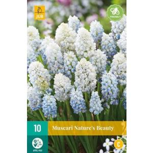 Modrica Muscari Nature´s Beauty "C"