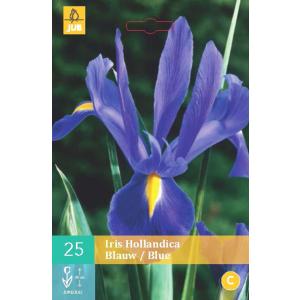 Kosatec HOLLANDICA BLUE "B"