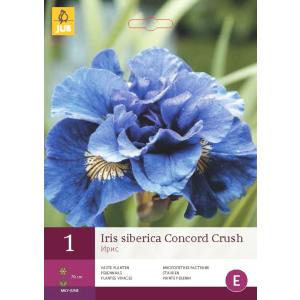 Kosatec SIBERICA CONCORD CRUSH "B"