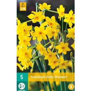 Narcis Baby Boomer "B"