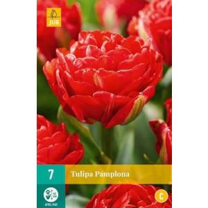 Tulipán Pamplona "C"