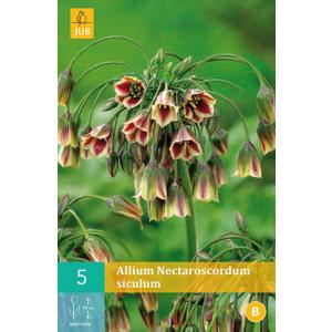 Cesnak Allium Nectaroscordum Siculum "B"