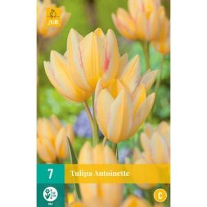 Tulipán Antoinette "C"