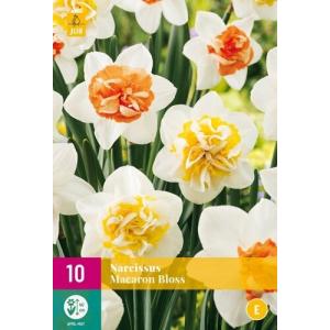 Narcis Maracon Bloss "E"