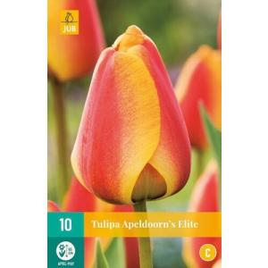 Tulipán Apeldoorn´s Elite "C"