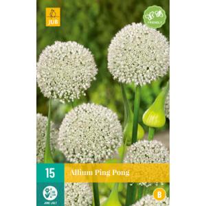 Cesnak Allium Ping Pong "B"