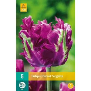 Tulipán Parrot Negrita "C"