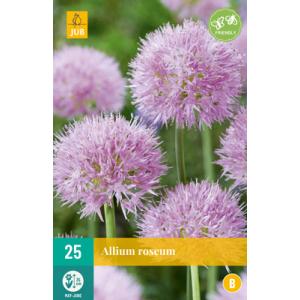 Cesnak Allium Roseum "B"