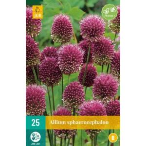 Cesnak Allium Sphaerocephalon "A"