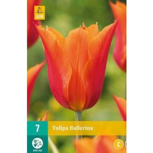 Tulipán Ballerina "C"