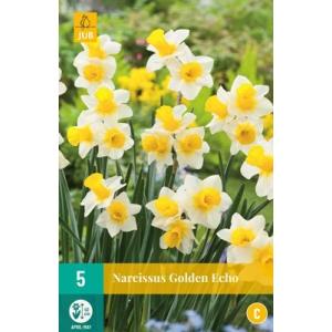 Narcis Golden Echo "C"