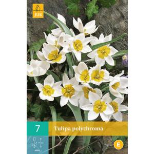 Tulipán Polychroma "C"