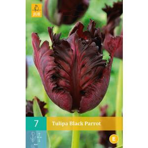 Tulipán Black Parrot "C"