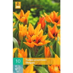 Tulipán Praestans Shogun "B"
