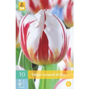 Tulipán Carnaval de Rio "C"