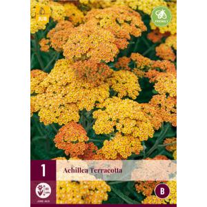 Rebríček obyčajný ACHILLEA TERRACOTTA "B"