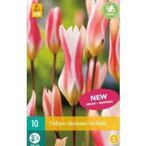 Tulipán Clusiana Stellata "C"