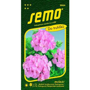 Semo Pelargónia páskatá ružová 11s