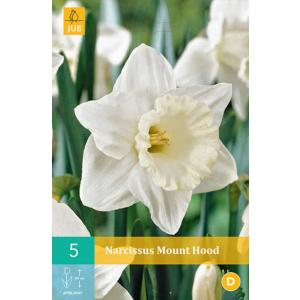 Narcis Mount Hood "C"