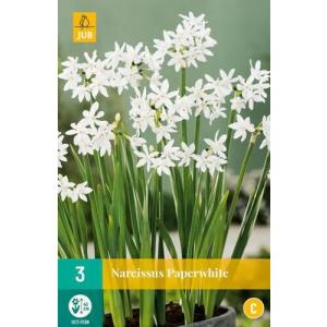 Narcis Potnarcis Paperwhite "C"