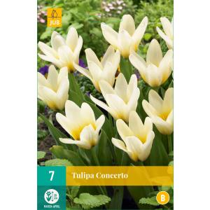 Tulipán Concerto "B"