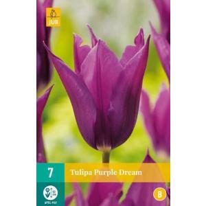 Tulipán Purple Dream "B"