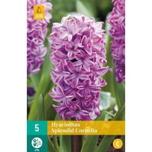 Hyacint Single Splendid Cornelia "C"