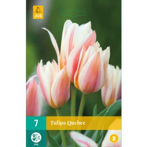 Tulipán Quebec "B"
