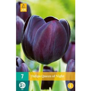 Tulipán Queen of Night "C"