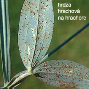 Hrdze na trávniku