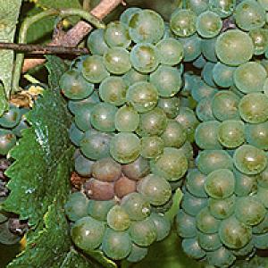 Botrytída (pleseň sivá) viniča