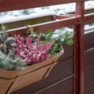 Krásne aj v zime! Zaobstarajte si tieto mrazuvzdorné rastliny na balkón
