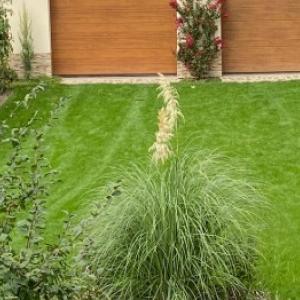 Pampová tráva: starostlivosť a jarný rez, ktorý podporí kvitnutie