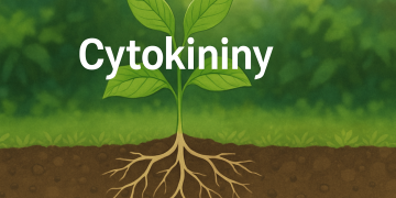 Cytokiníny