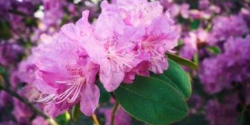 Rododendron: pestovanie, prezimovanie a choroby – kompletný sprievodca