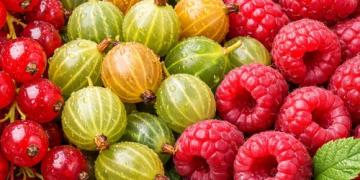 Predjarný rez ovocných kríkov: ako strihať ríbezle, egreše a maliny