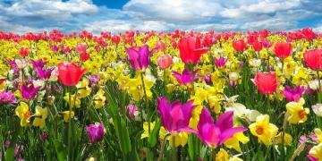 Na jarné cibuľoviny myslite už na jeseň. Vysádzajú sa do mrazov