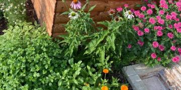 Rastú vám v záhrade bylinky? Objavte ich skôr ako vošky