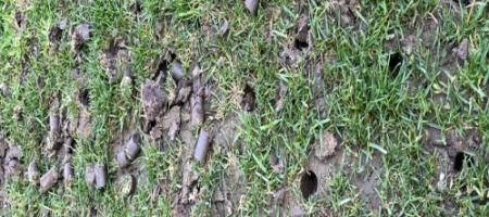 Aerifikácia trávnika krok za krokom: ako správne prevzdušniť trávnik?